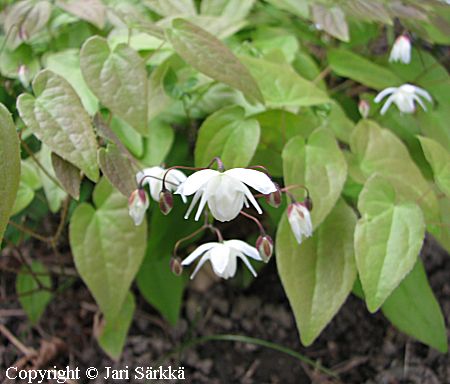 Epimedium x youngianum 'Niveum' valkovarjohiippa